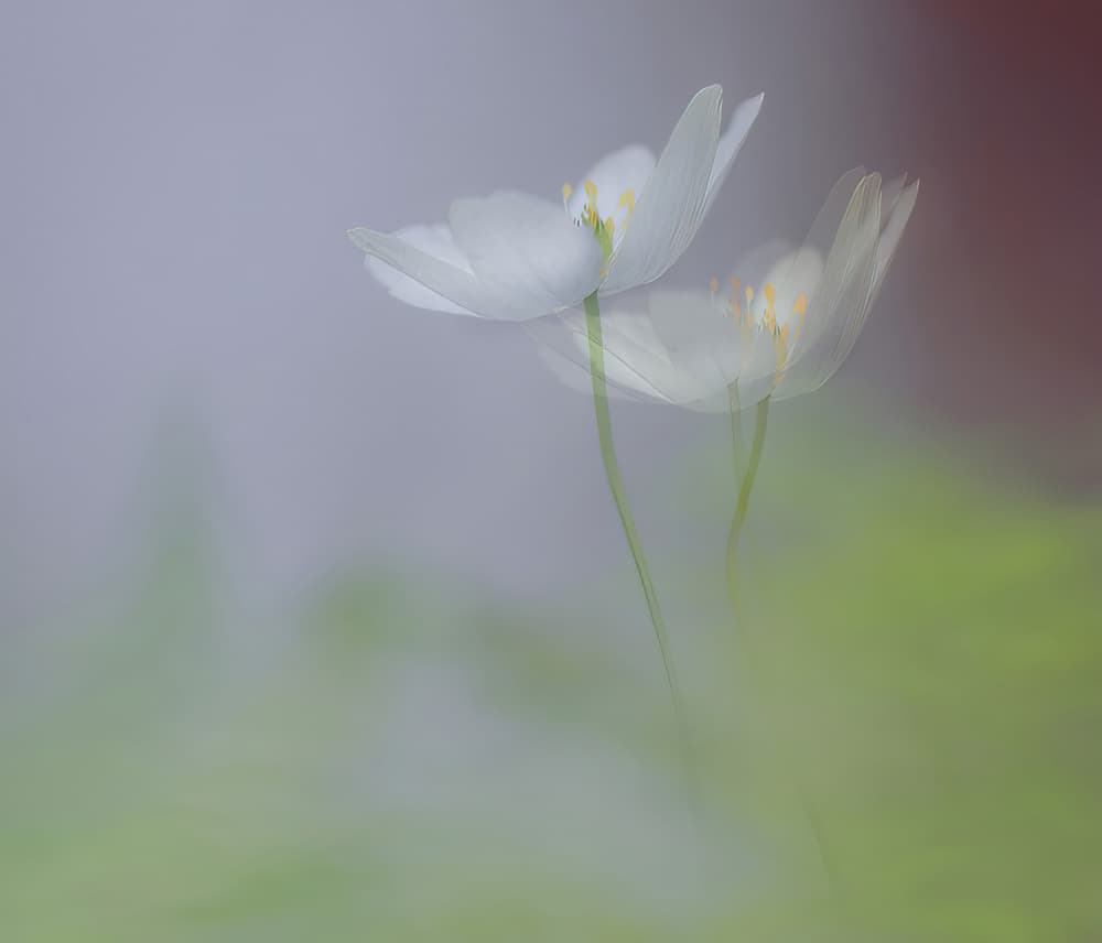 Dreamy White Flowers by Ylva Sjögren — canvas wall art