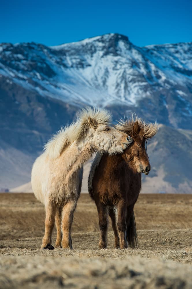 Icelandic Horses Gentle Embrace by Petr Simon — canvas wall art