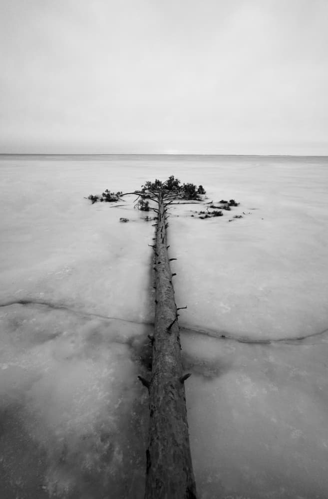 Solitary Tree Frozen Lake by Viacheslav Haidei — canvas wall art