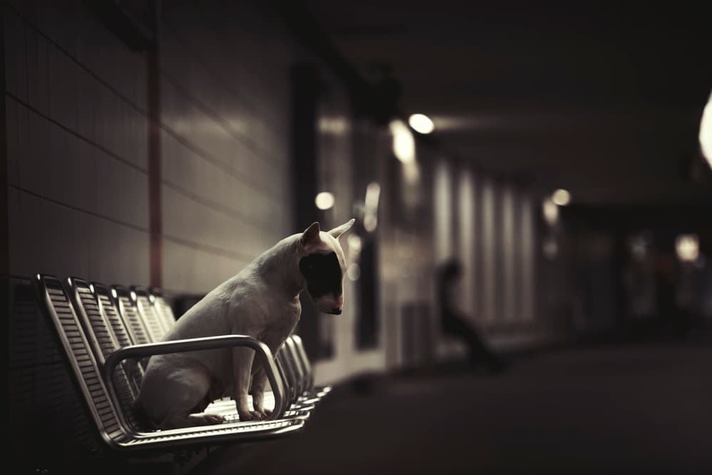 Lonely Bull Terrier by Heike Willers — canvas wall art