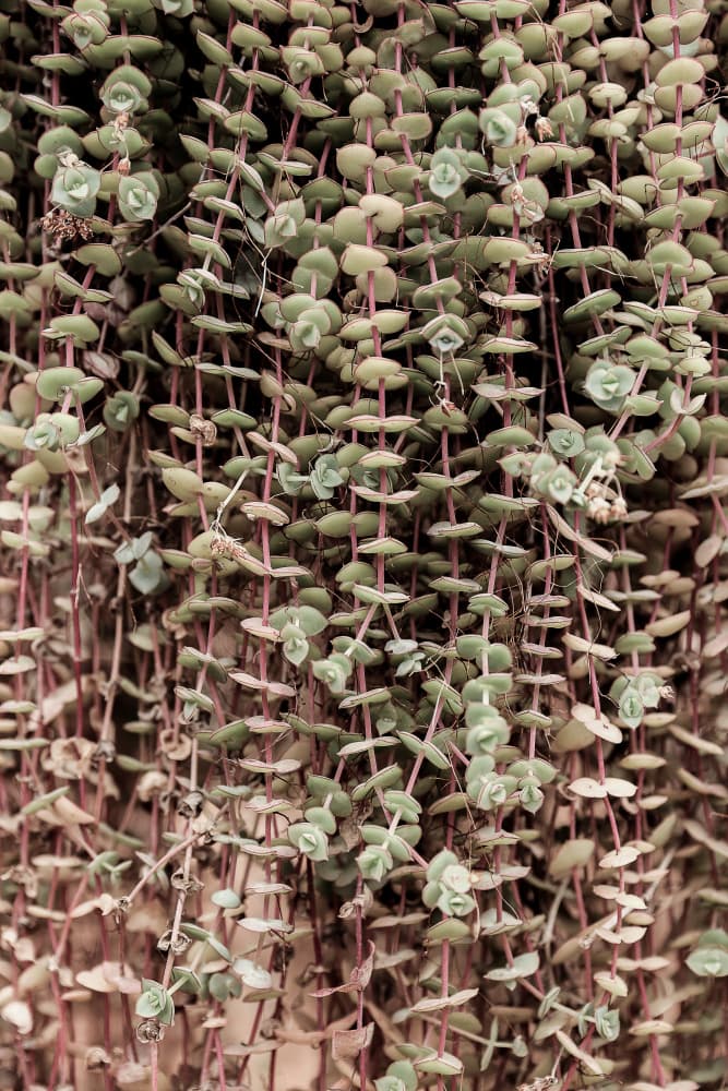 Succulent Symphony by Shot by Clint — canvas wall art