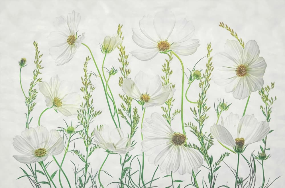 White Cosmos Meadow by Fangping Zhou — canvas wall art
