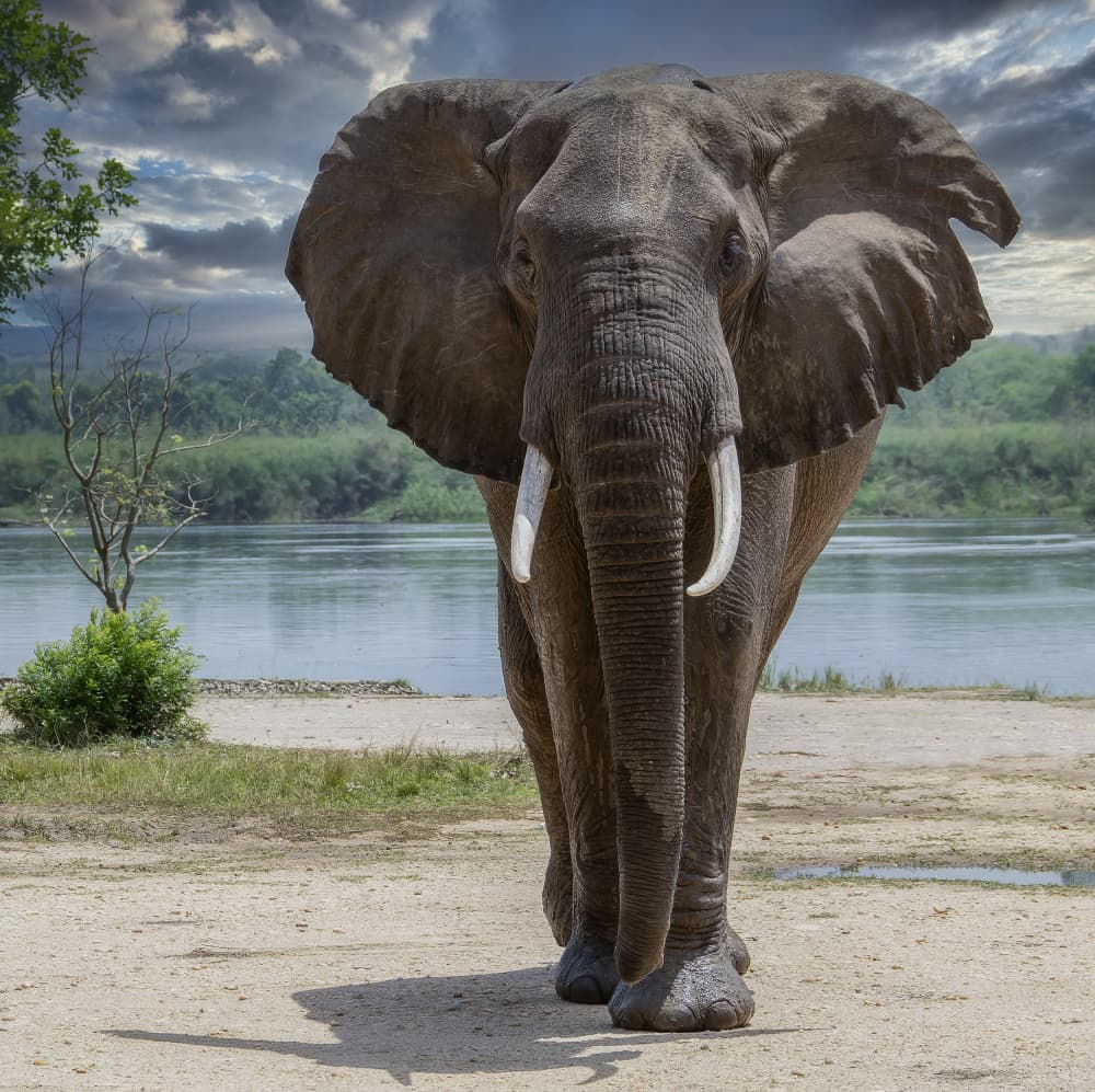 Majestic Elephant By River by Mallal Moshe — canvas wall art