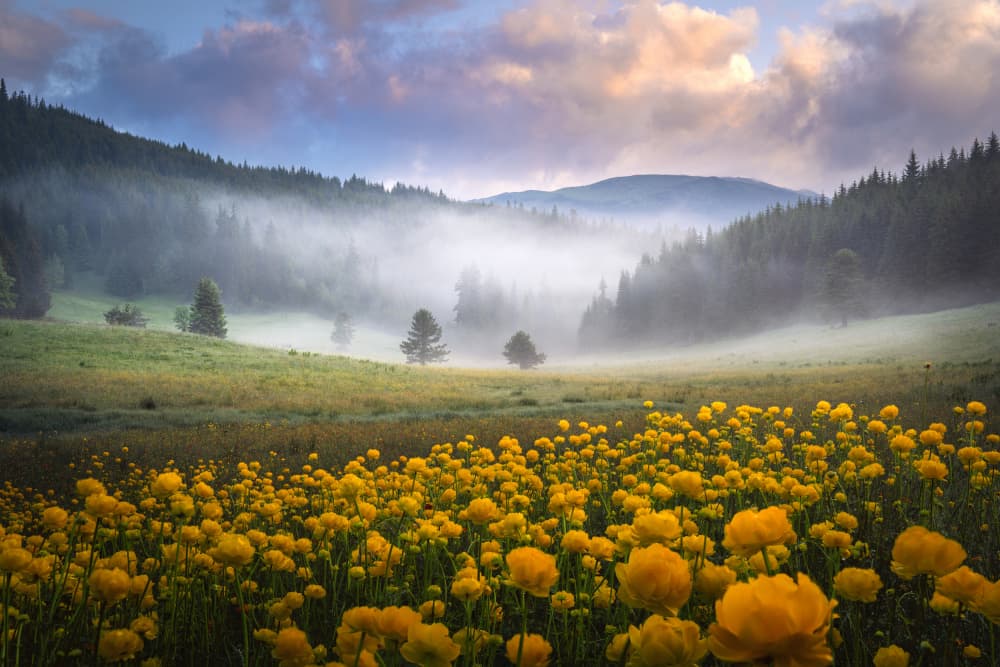 Misty Valley Golden Flowers by Alexander Alexandrov — canvas wall art