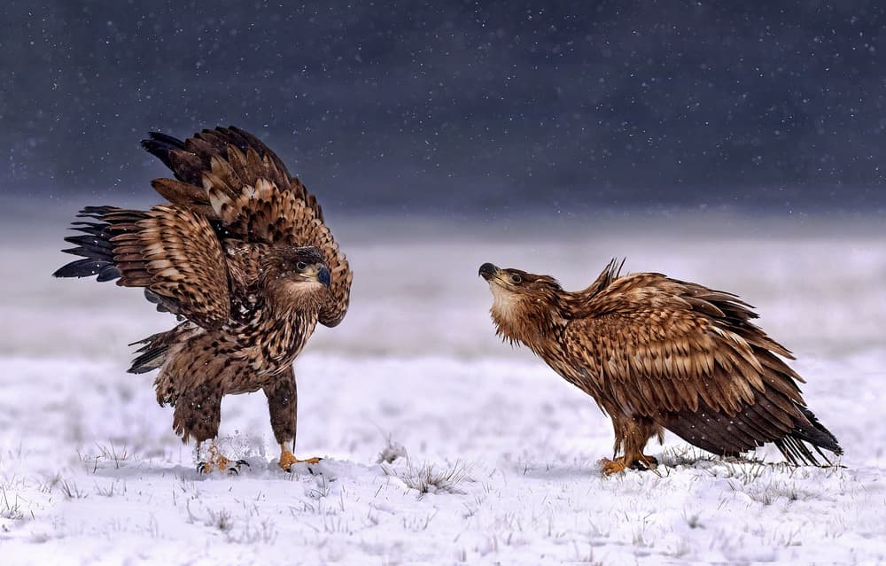 Eagles In Winter Snow by Xavier Ortega — canvas wall art