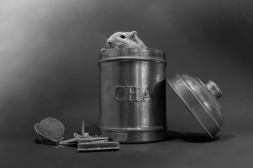 Curious Gerbil in Chia by Elena Arjona — canvas wall art