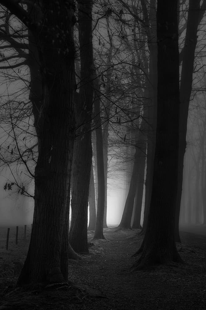 Light Through Foggy Woods by Saskia Dingemans — canvas wall art
