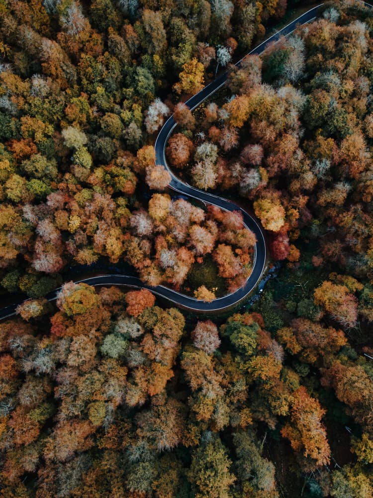 Winding Autumn Road by Javier Pardina — canvas wall art