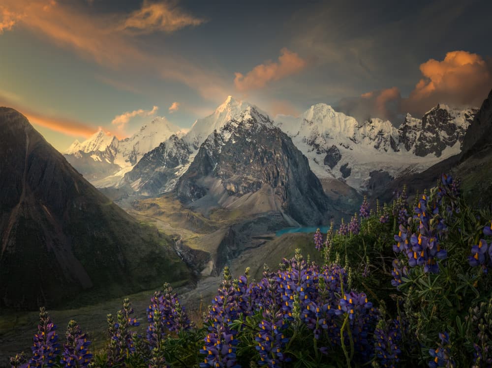 Lupine Mountain Sunset by Ruiqing P. — canvas wall art