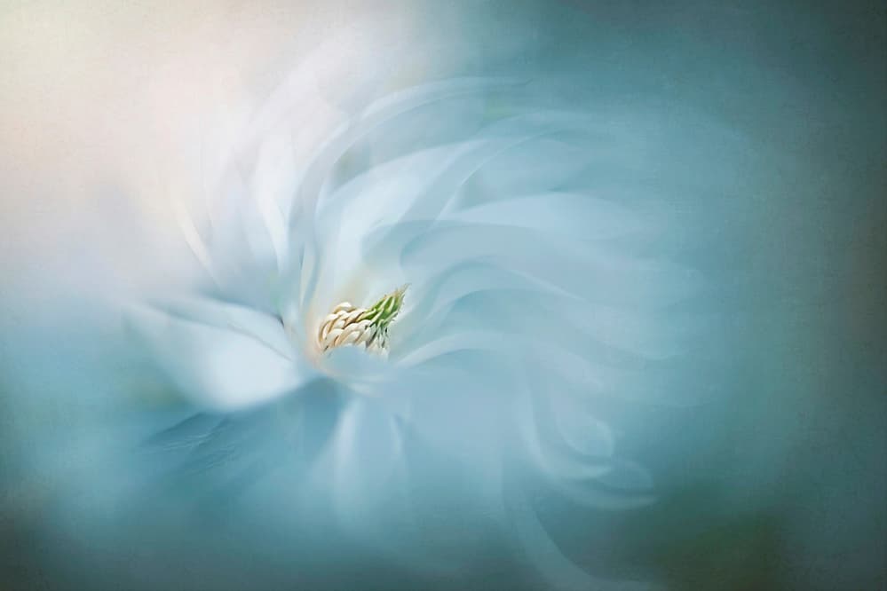 Ethereal Blue Bloom by Jacky Parker — canvas wall art