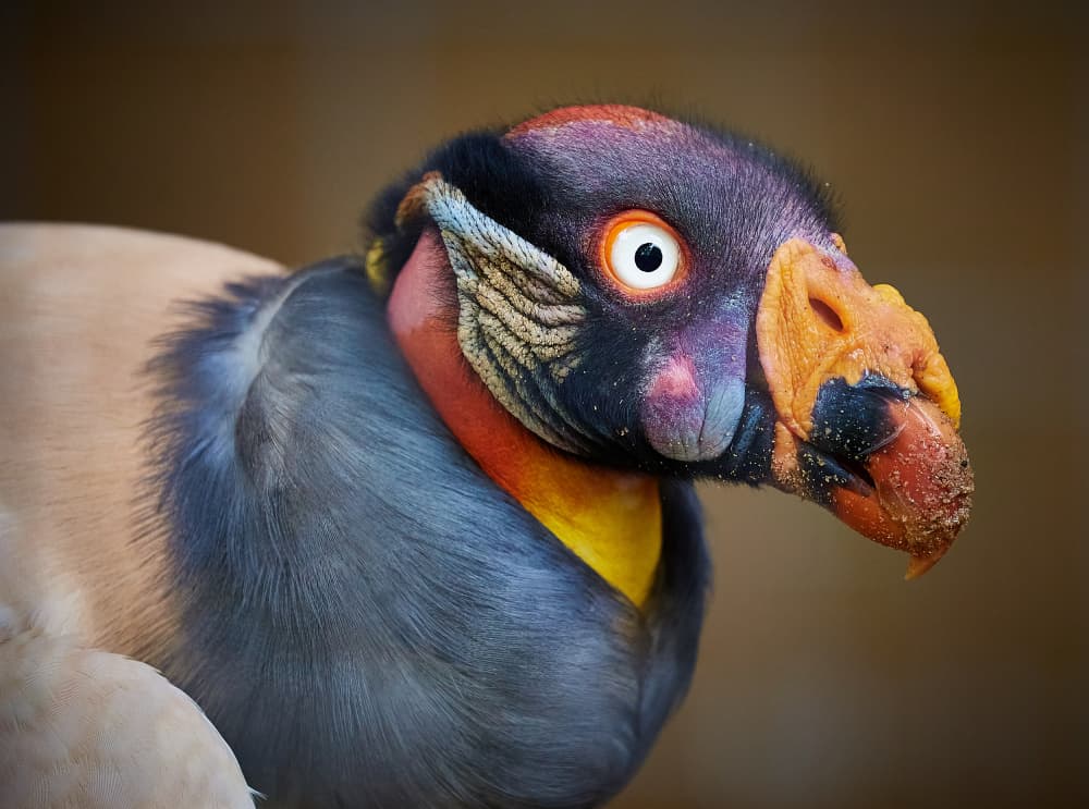 Vibrant King Vulture by Stuart Williams — canvas wall art