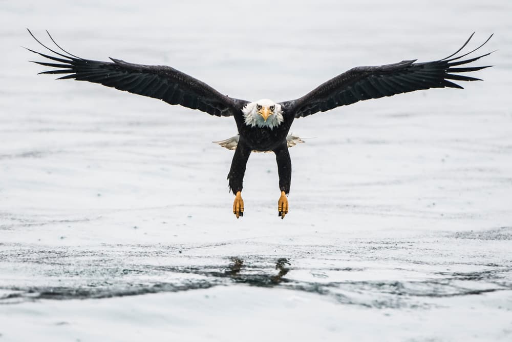 Majestic Eagle Over Water by Jerry Berry — canvas wall art