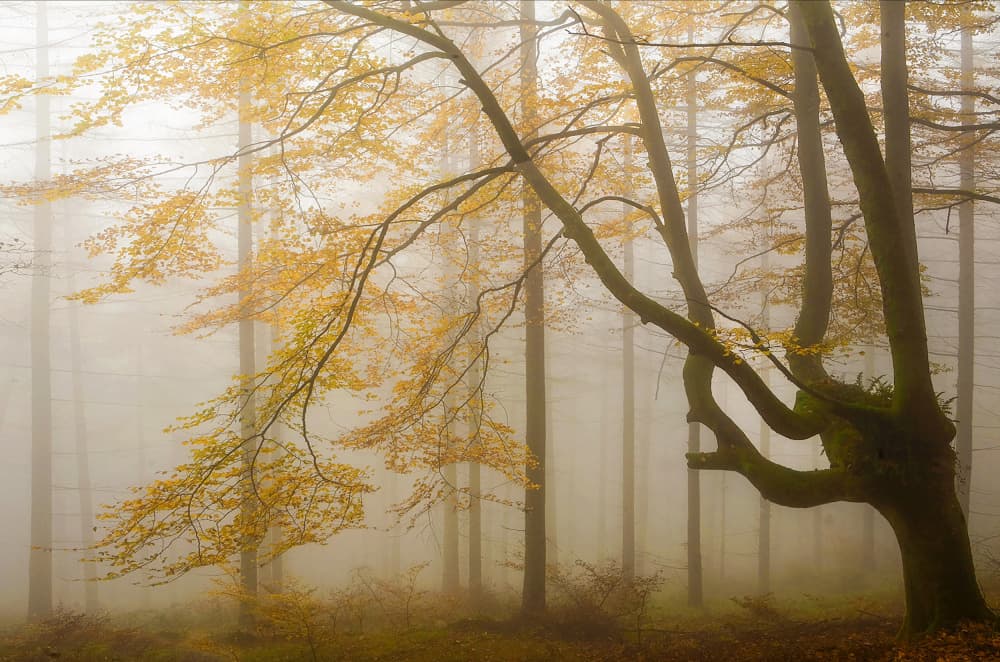 Misty Autumn Forest by Juan Antonio Palacios — canvas wall art