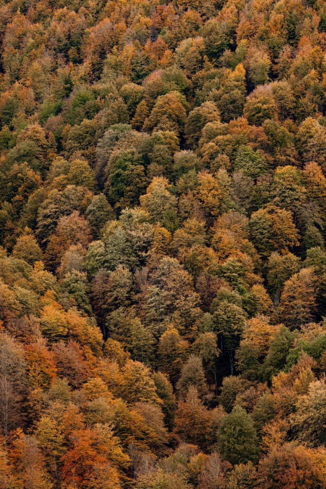 Vibrant Autumn Woods by Javier Pardina — canvas wall art