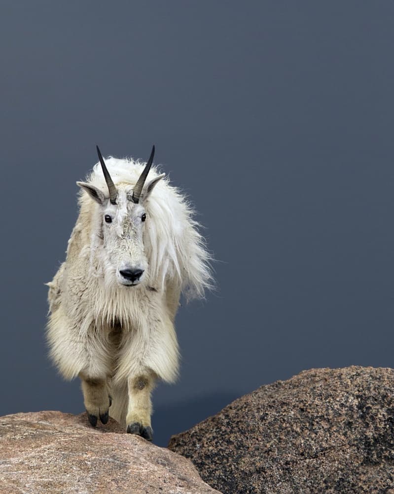 Majestic Mountain Goat by verdon — canvas wall art