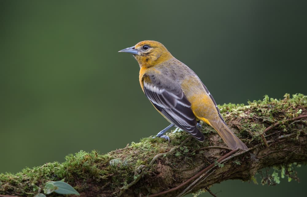 Oriole On Mossy Branch by Greg Barsh — canvas wall art