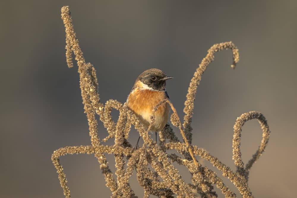 Stonechat on Seed Stalk by Arie Burla — canvas wall art