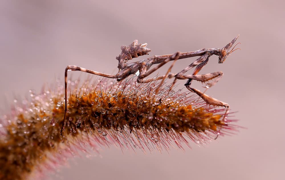 Mantis on Dewy Plant by Thierry Dufour — canvas wall art