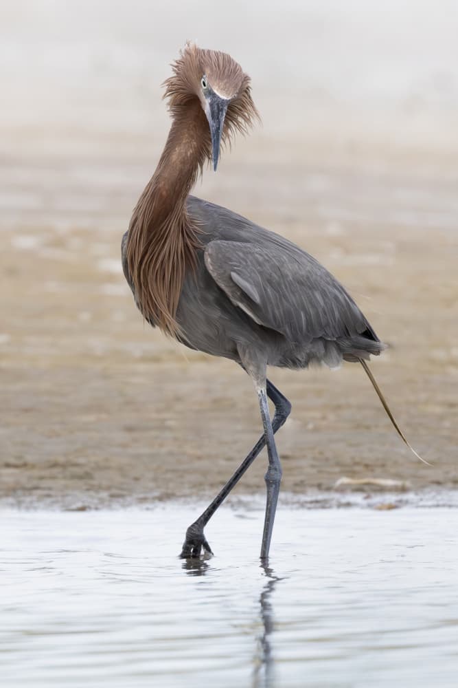 Reddish Egret Wading by Linda D Lester — canvas wall art