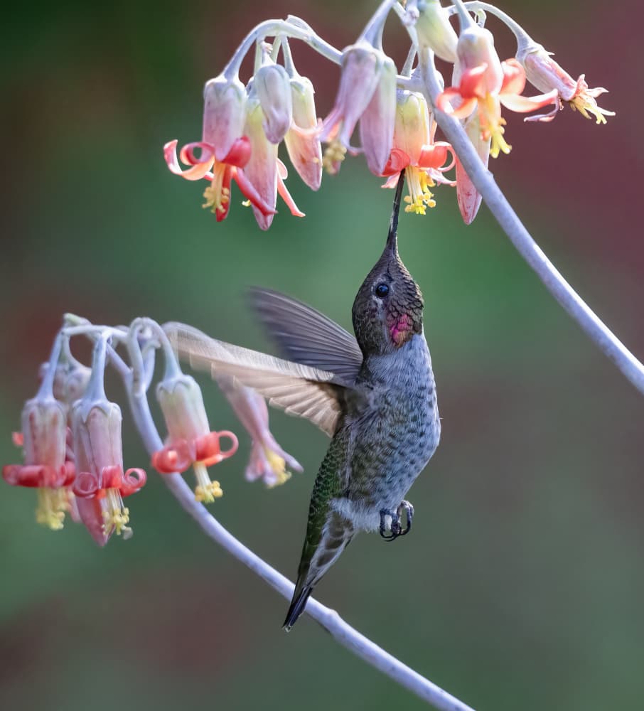 Hummingbird Nectar Sip by Xiaojian Huang — canvas wall art