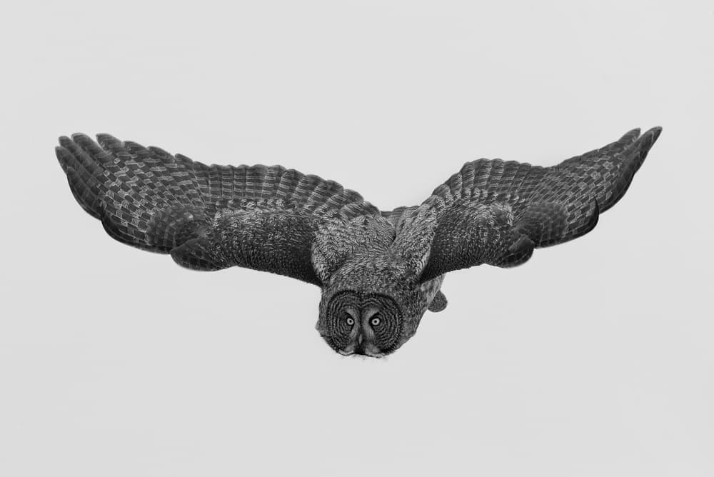 Majestic Owl in Flight by Cheng Chang — canvas wall art