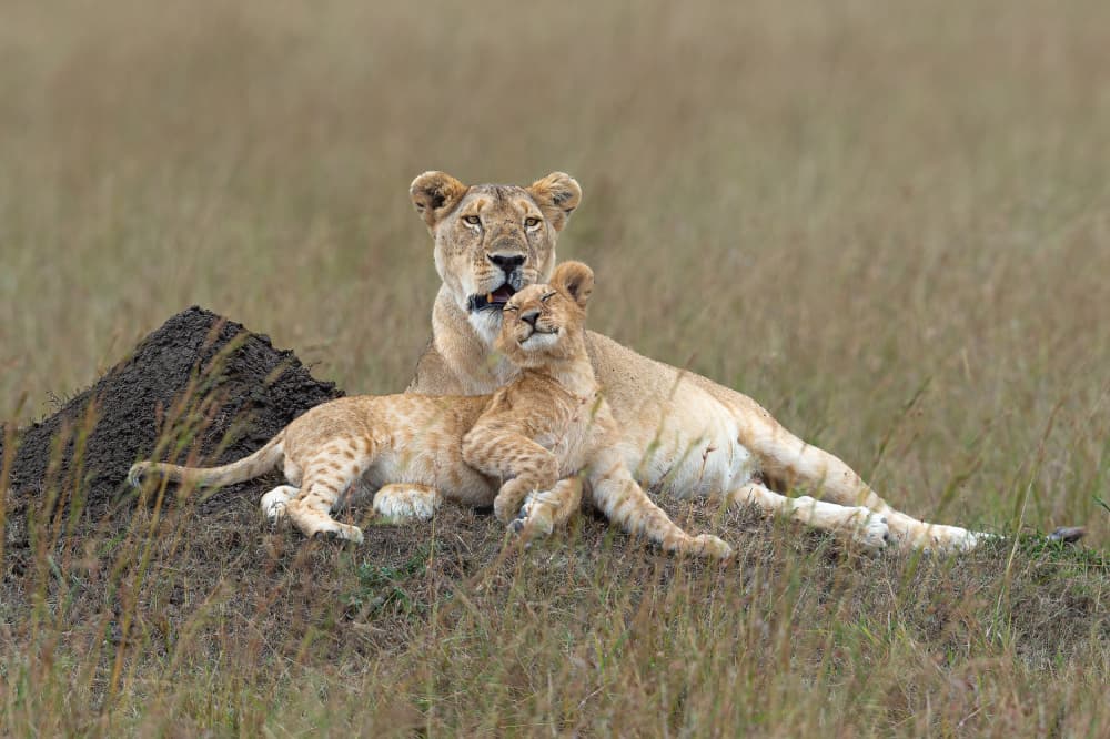 Mother Lion and Cub by Jeffrey C. Sink — canvas wall art