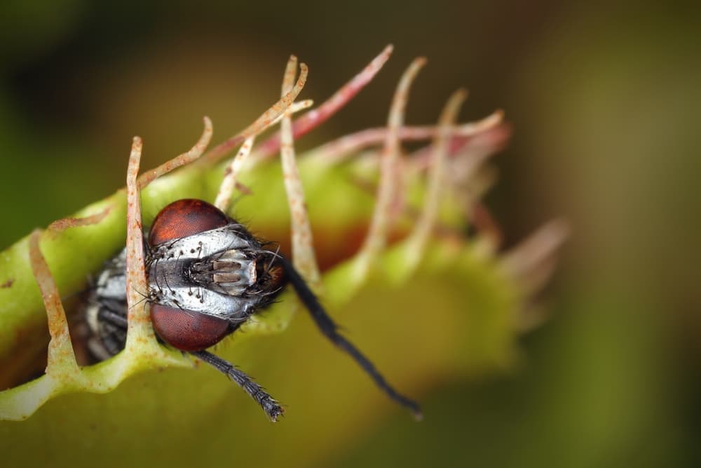 Venus Flytrap's Catch by Jimmy Hoffman — canvas wall art