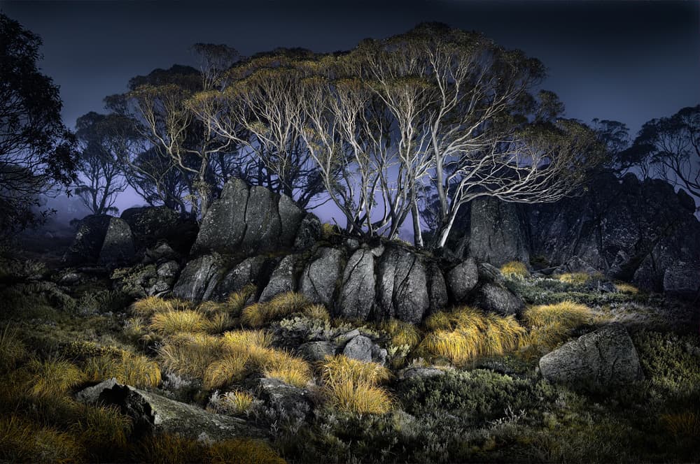 Snow Gums at Night by Francis Keogh — canvas wall art