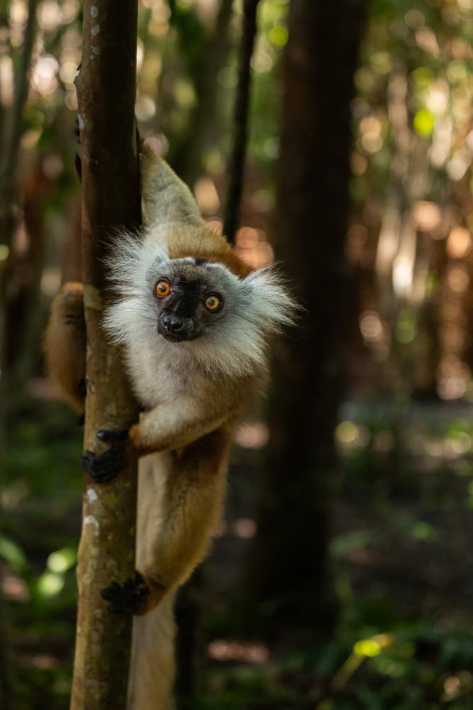 Curious Lemur Stare by Serge Melesan — canvas wall art