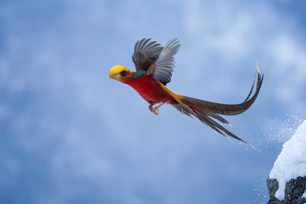 Golden Pheasant Takes Flight by Max Wang — canvas wall art