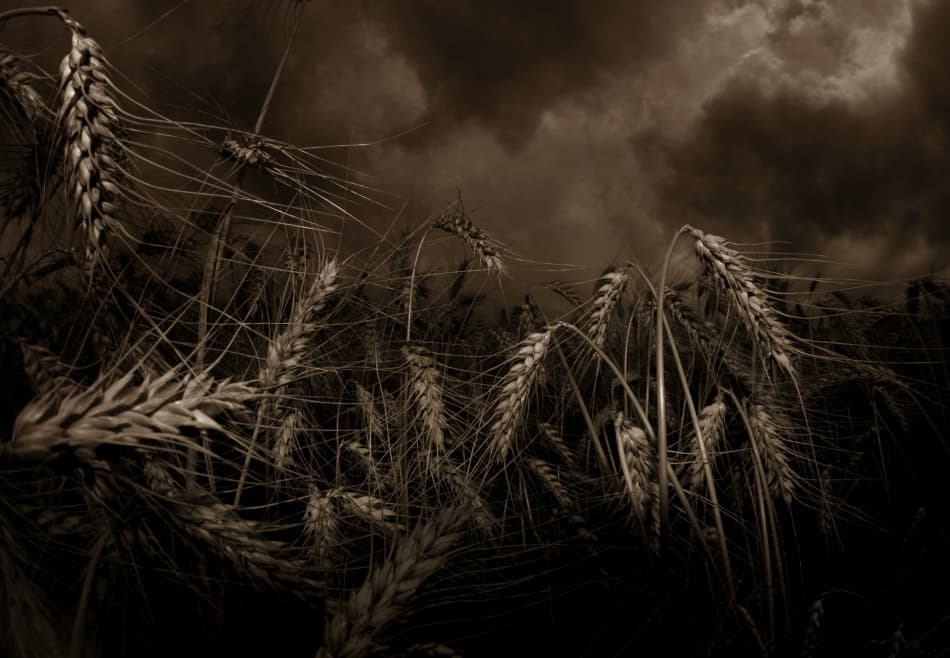 Stormy Wheat Field by mario grobenski - psychodaddy — canvas wall art