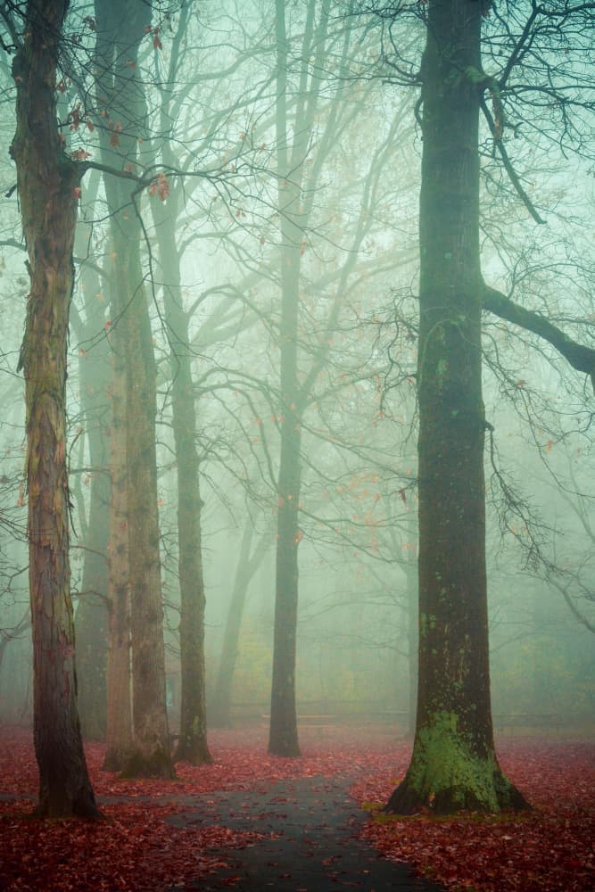 Misty Autumn Forest Path by Olivia Joy StClaire — canvas wall art