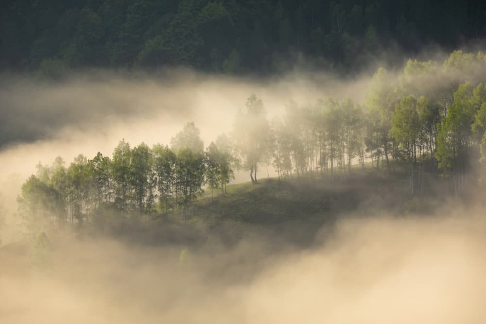 Golden Morning Mist by Lazar Ioan Ovidiu — canvas wall art