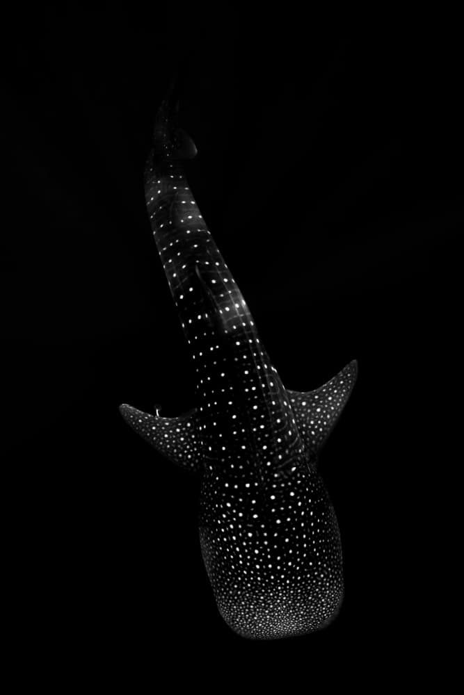Deep Sea Whale Shark by Serge Melesan — canvas wall art