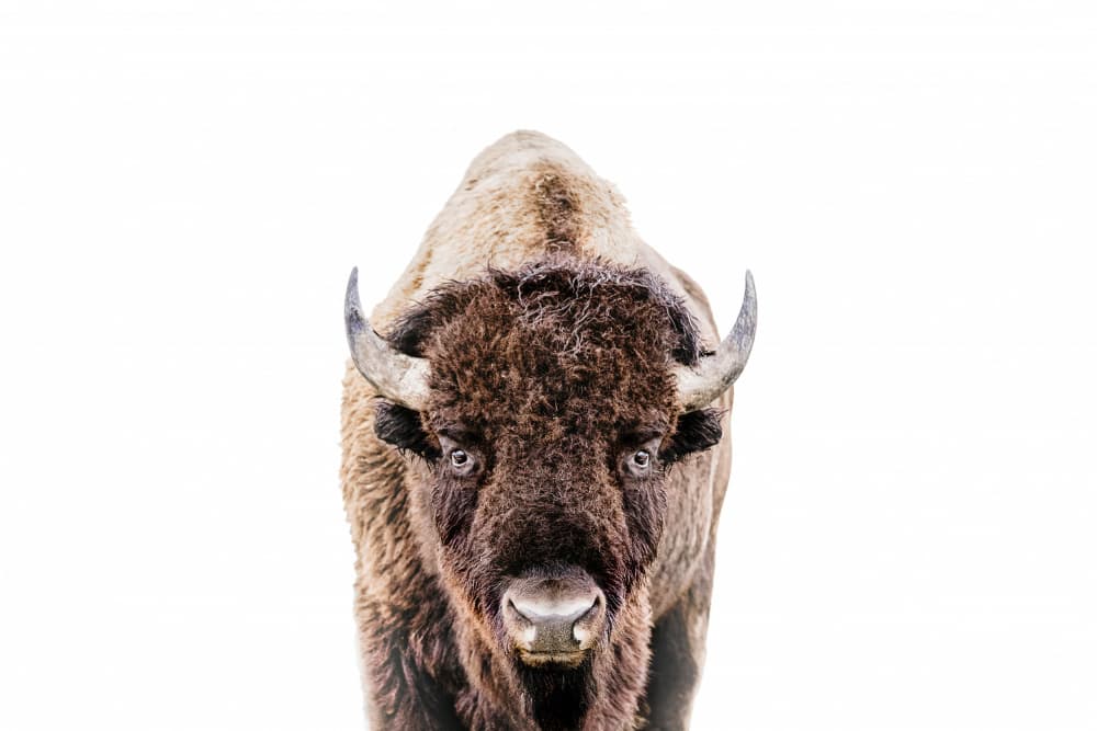 Bison