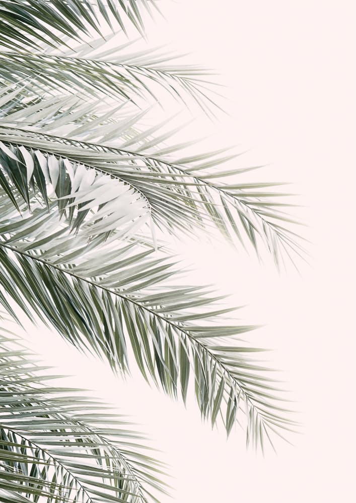Blush Palm Leaves by Kathrin Pienaar — canvas wall art
