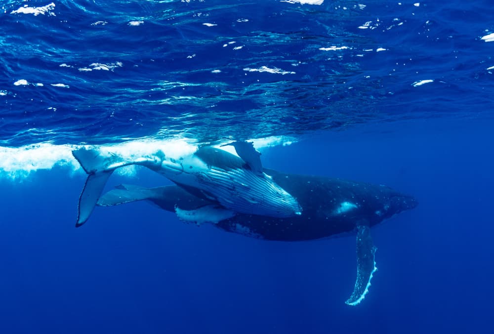 Humpback Whale Mother Calf by KIMIO KOBAYASHI — canvas wall art