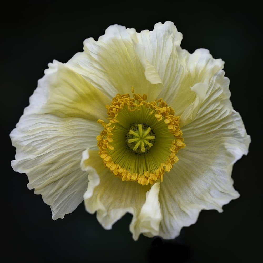 Golden Heart Poppy by Lotte Grønkjær — canvas wall art