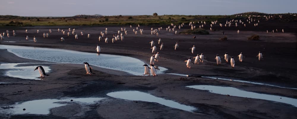 Evening Penguin Colony by Cheng Chang — canvas wall art