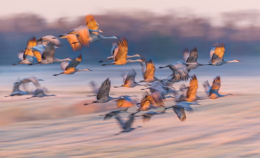 Cranes in Golden Flight by Kevin Wang — canvas wall art