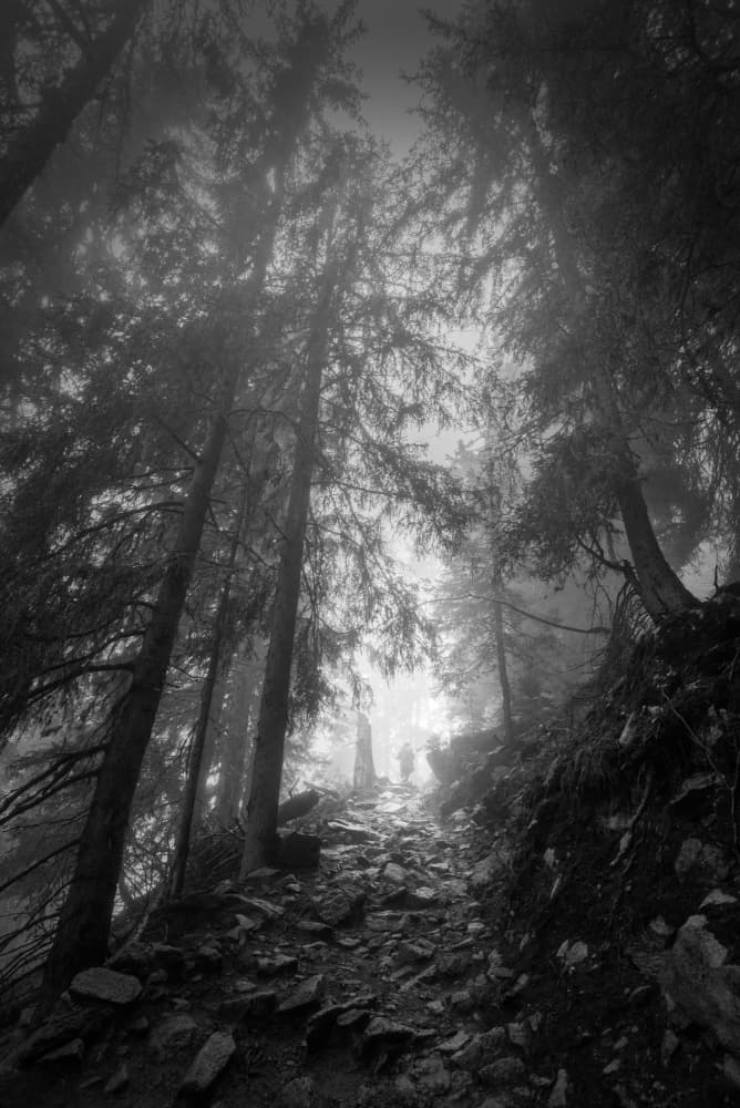 Misty Forest Path by Xun LI — canvas wall art