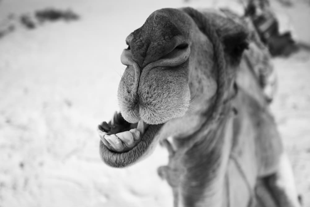 Comical Camel Grin by Luis Borges Alves — canvas wall art