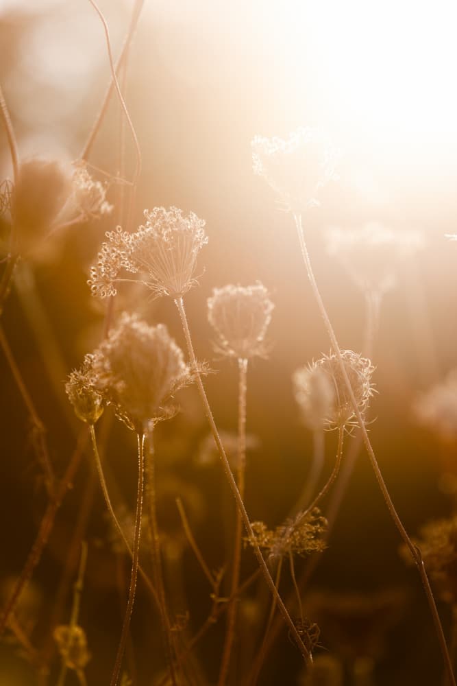 Golden Hour 1 by Mareike Böhmer — canvas wall art