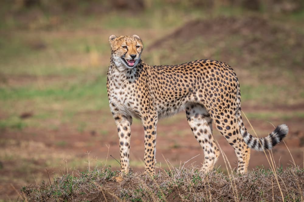 African Cheetah Standing by Jeffrey C. Sink — canvas wall art