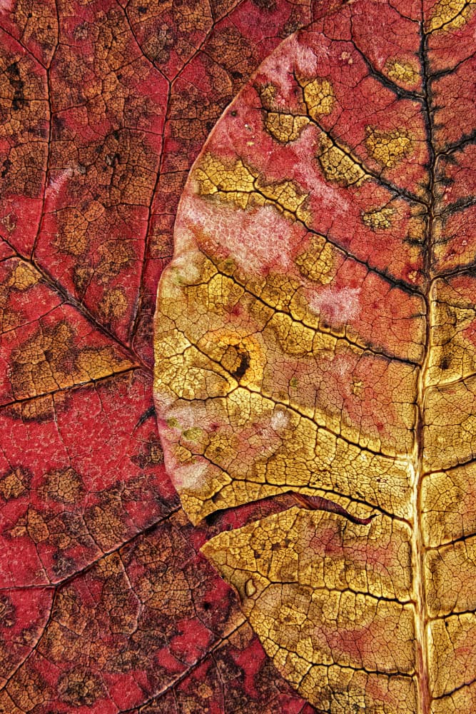 Vibrant Autumn Leaves by Aleš Klabus — canvas wall art