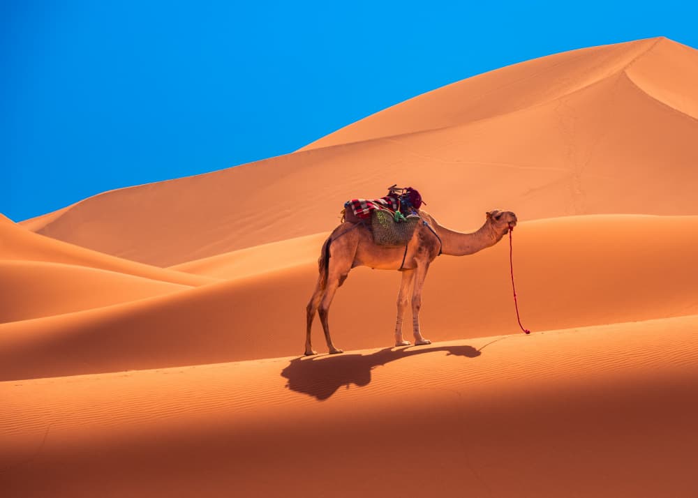 Desert Camel Journey by Miroslaw Prybinski — canvas wall art