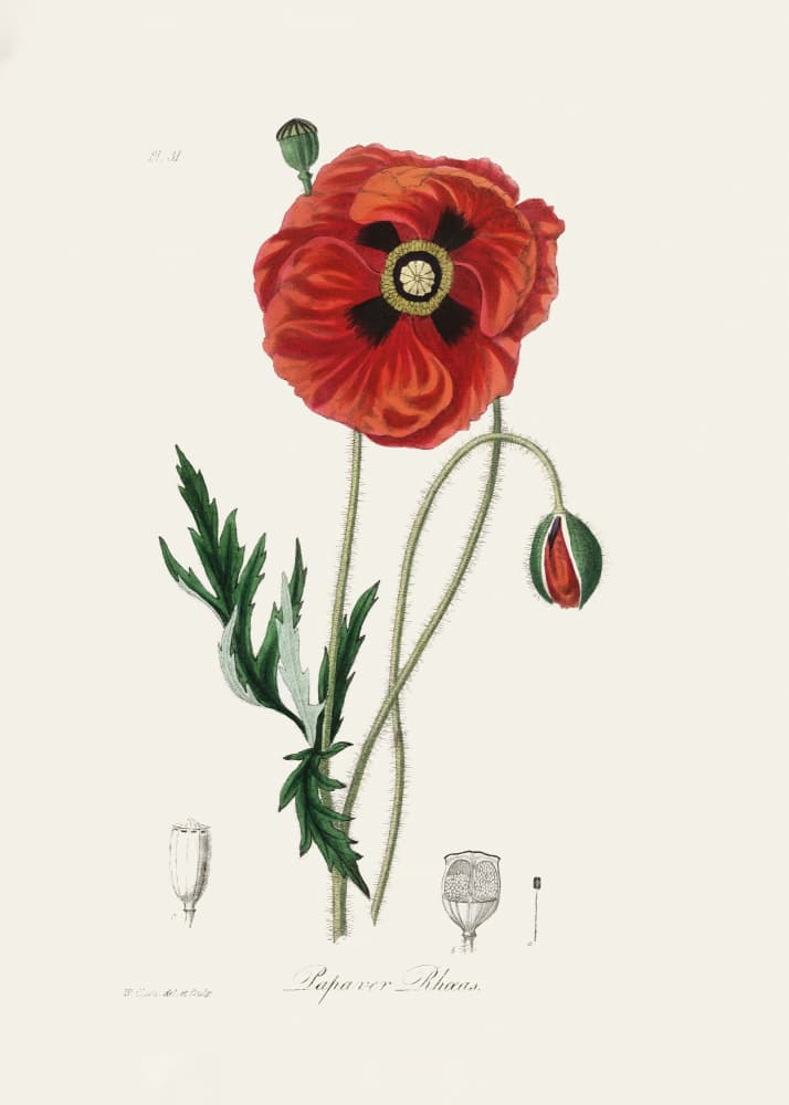 Common Poppy (papaver Rhoeas) Medical Botany by John Stephenson and James Morss Churchill — canvas wall art