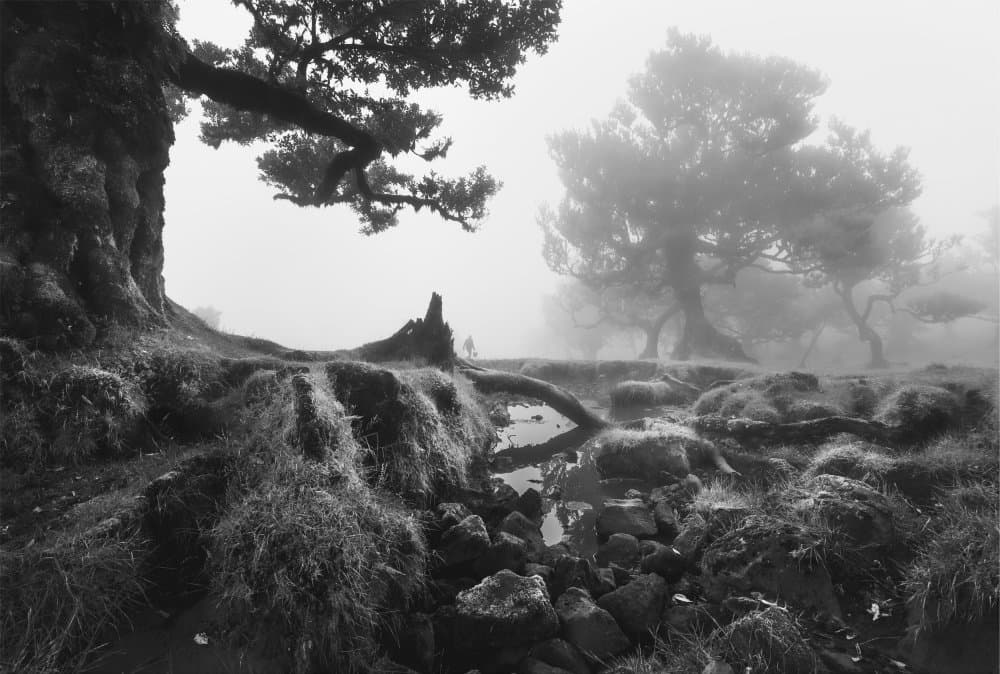 Mysterious Forest Fog by Tomas Frolec — canvas wall art