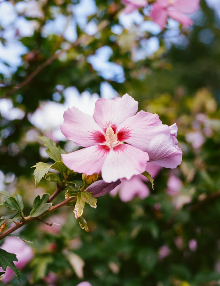 Soft Pink Hibiscus Bloom by Bethany Young — canvas wall art