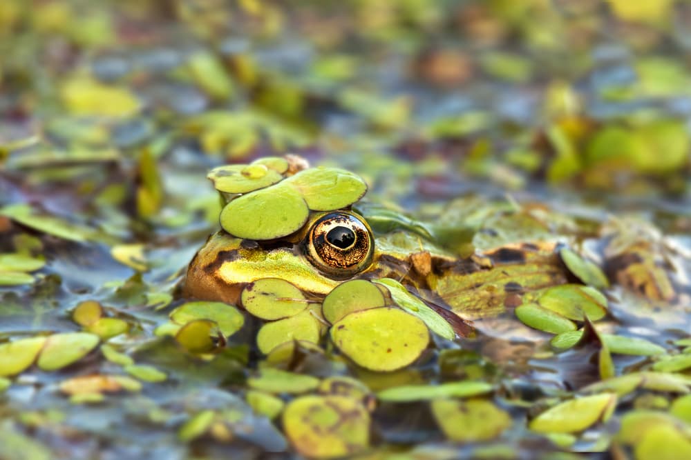 Frog's Watchful Eye by Rob Olivier — canvas wall art
